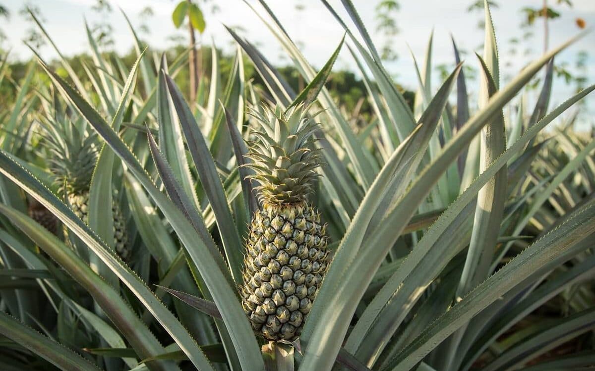 10 razones para comer piña