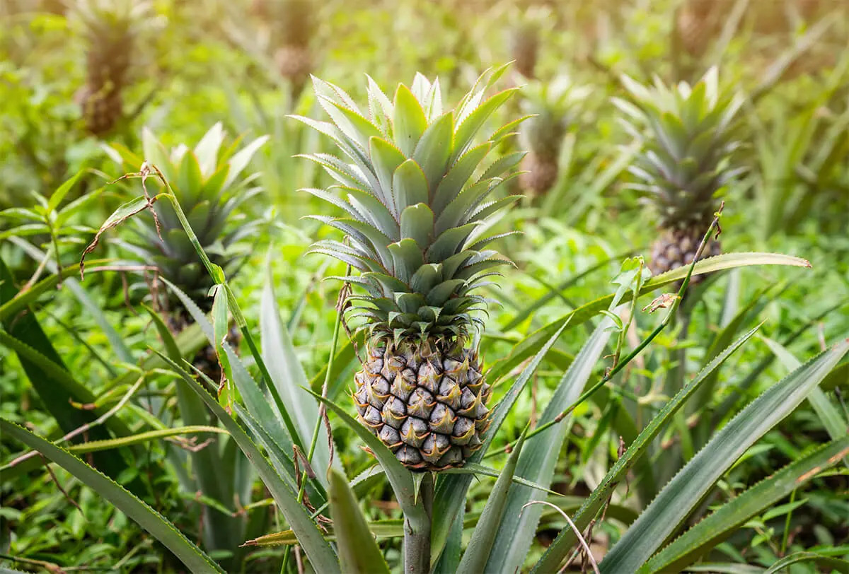 La Piña de Costa Rica frocori pineapple of costa rica