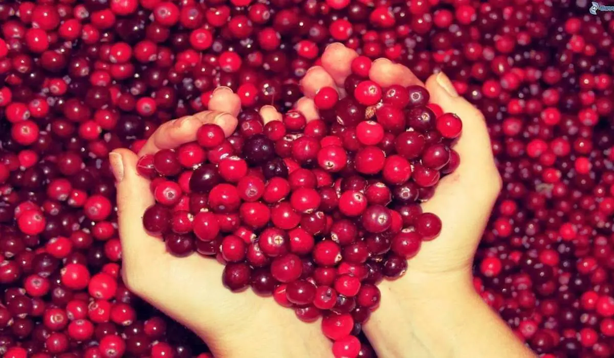 corazón de frutas cómo eliminar la retención de líquidos frutas diuréticas costa rica